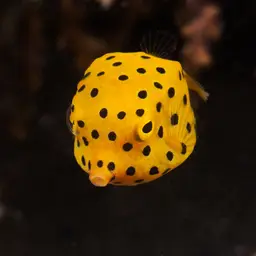 Black-spotted Boxfish, photo 5