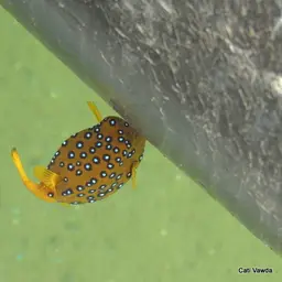 Black-spotted Boxfish, photo 6