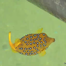 Black-spotted Boxfish, photo 7
