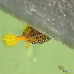 Black-spotted Boxfish, photo 8