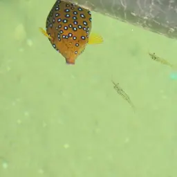 Black-spotted Boxfish, photo 9