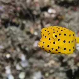 Black-spotted Boxfish, photo 10