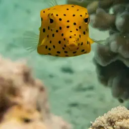 Black-spotted Boxfish, photo 11