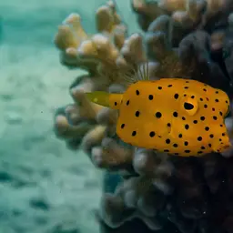 Black-spotted Boxfish, photo 12