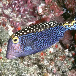 Black Boxfish