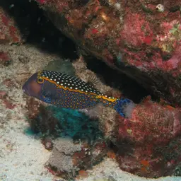 Black Boxfish, photo 4