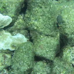 Black Boxfish, photo 5