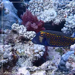 Black Boxfish, photo 6
