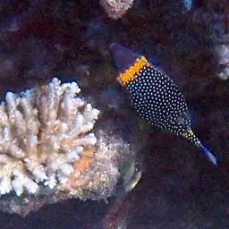 Black Boxfish, photo 7