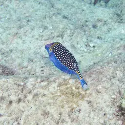 Black Boxfish, photo 8
