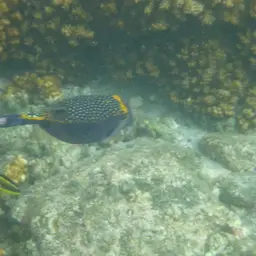 Black Boxfish, photo 9