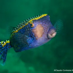 Black Boxfish, photo 10