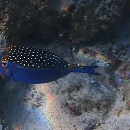 Black Boxfish, photo 11