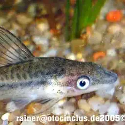 Dwarf otocinclus, photo 1