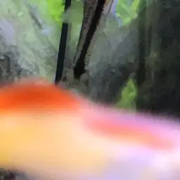 Dwarf otocinclus, photo 2
