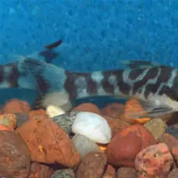 Otocinclus cocama, photo 2