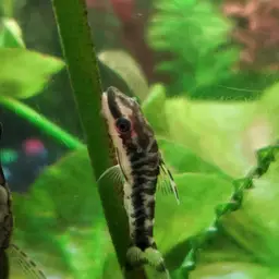 Otocinclus cocama, photo 3