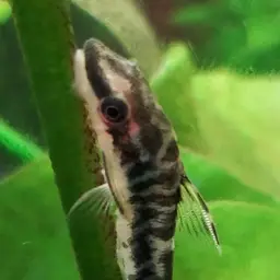 Otocinclus cocama, photo 4