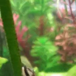 Otocinclus cocama, photo 5