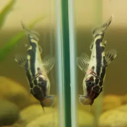 Otocinclus cocama, photo 1