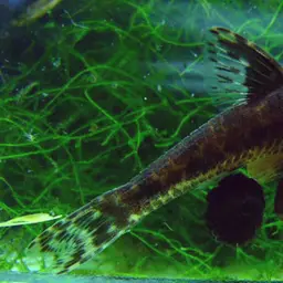 Sucker catfish, photo 1