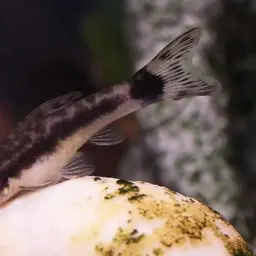 Otocinclus Catfish (Tank-Bred), photo 1