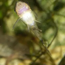 Otocinclus Catfish (Tank-Bred), photo 2