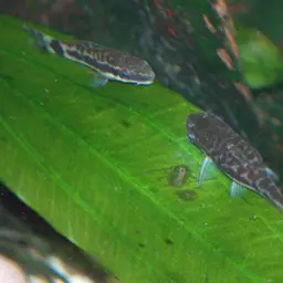 Otocinclus Catfish (Tank-Bred), photo 3