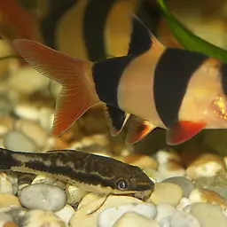 Otocinclus Catfish (Tank-Bred), photo 4