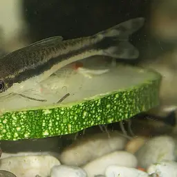 Otocinclus Catfish (Tank-Bred), photo 5