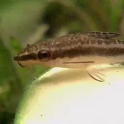 Otocinclus Catfish (Tank-Bred), photo 6