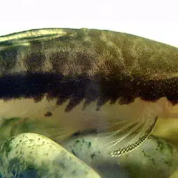 Otocinclus Catfish (Tank-Bred), photo 7