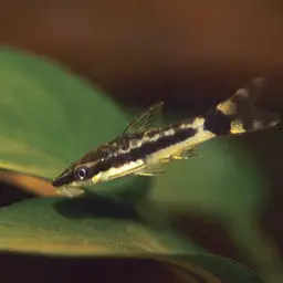 Otocinclus Catfish (Tank-Bred), photo 8