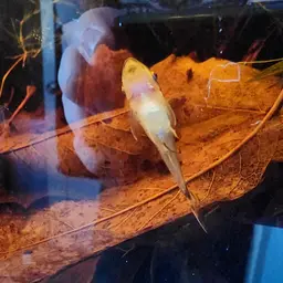Otocinclus Catfish (Tank-Bred), photo 9