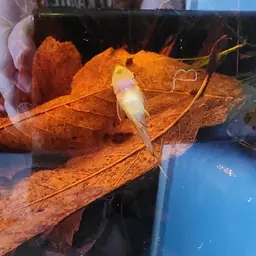Otocinclus Catfish (Tank-Bred), photo 10