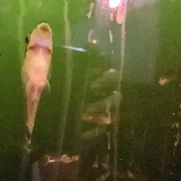 Otocinclus Catfish (Tank-Bred), photo 11