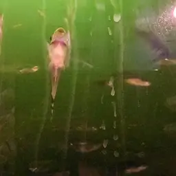 Otocinclus Catfish (Tank-Bred), photo 12