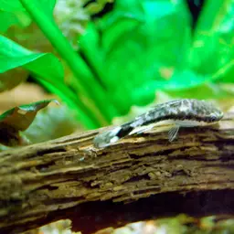 Dwarf Sucker, photo 1