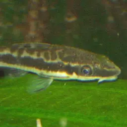 Dwarf Sucker, photo 2