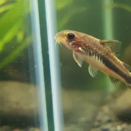 Dwarf Sucker, photo 3
