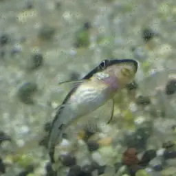 Otocinclus, photo 2