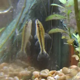 Otocinclus, photo 9