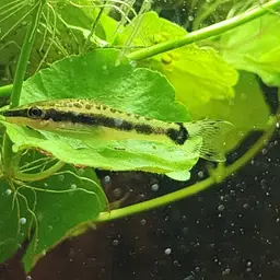 Otocinclus, photo 3