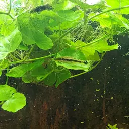 Otocinclus, photo 4