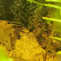 Otocinclus, photo 5
