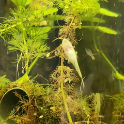 Otocinclus, photo 6