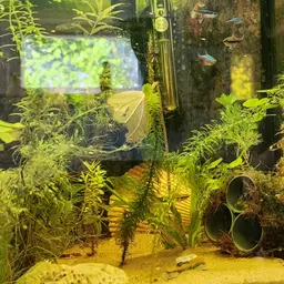 Otocinclus, photo 7