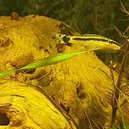 Otocinclus, photo 8