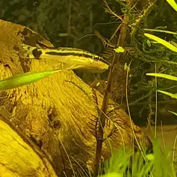 Otocinclus, photo 10