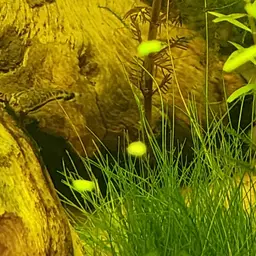 Otocinclus, photo 11
